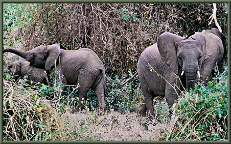 Elefanten Sambia